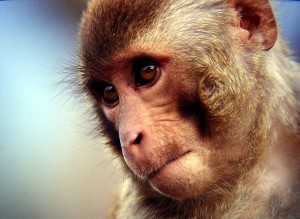 rhesus.macaco